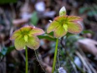 Schneerosen Blüten Duo